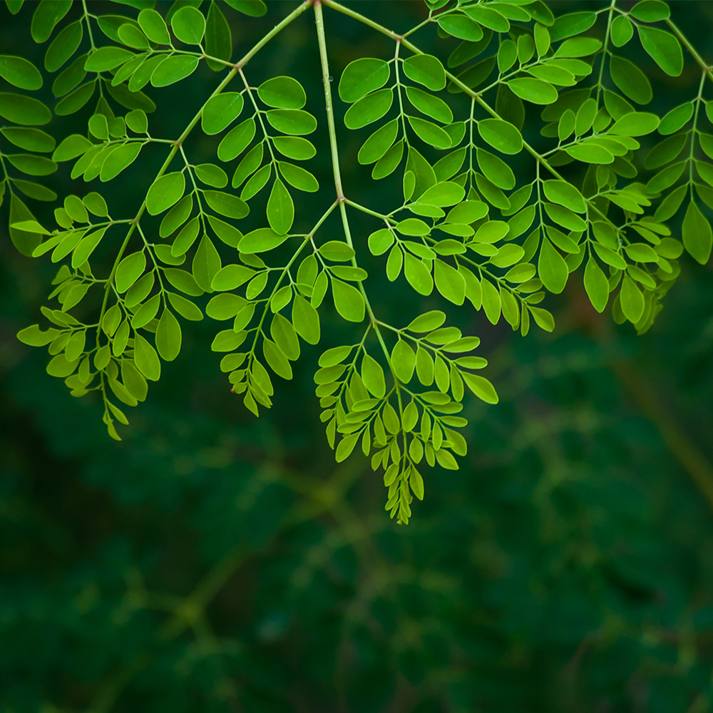 leaves